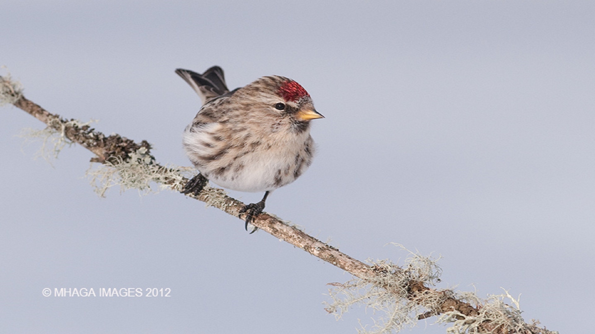 Beaver Creek Birdwatching and Hiking Tour