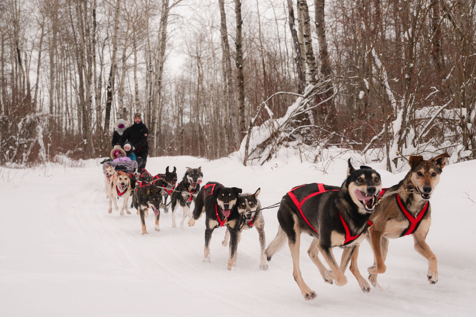 Dogsledding and Sauna