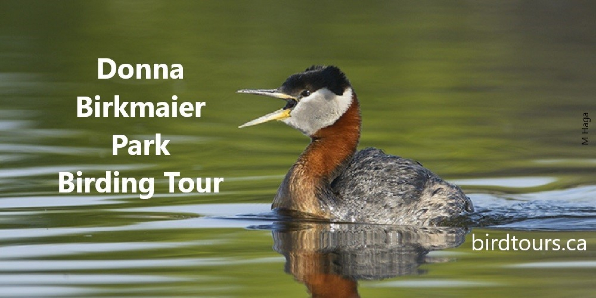 Donna Birkmaier Park Birding Tour