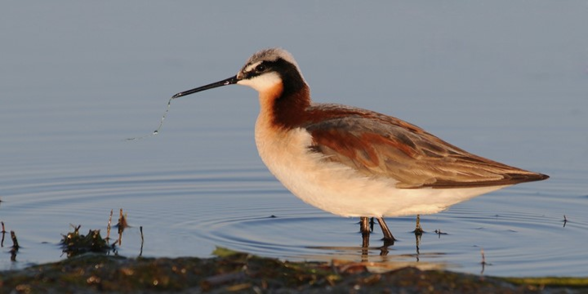 Goose Lake Birdwatching and Bird Photography Tour