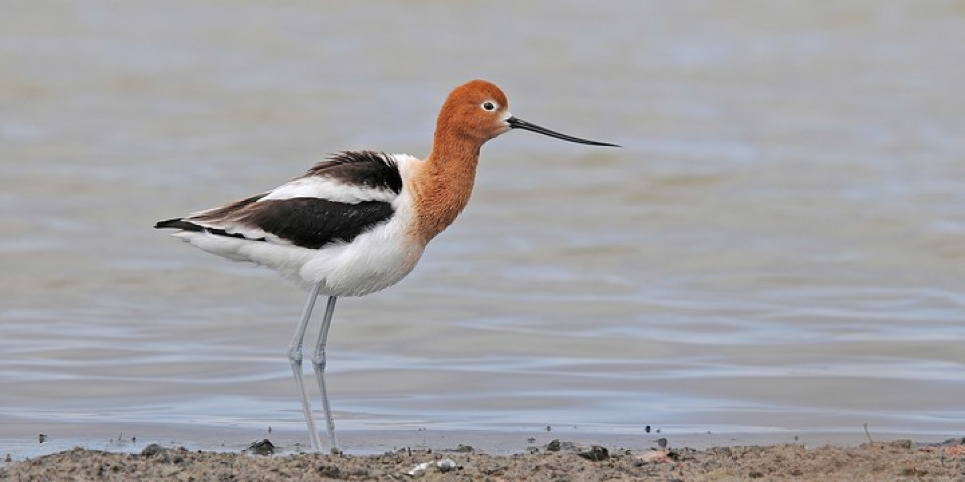 Porter Lake Birdwatching Tour