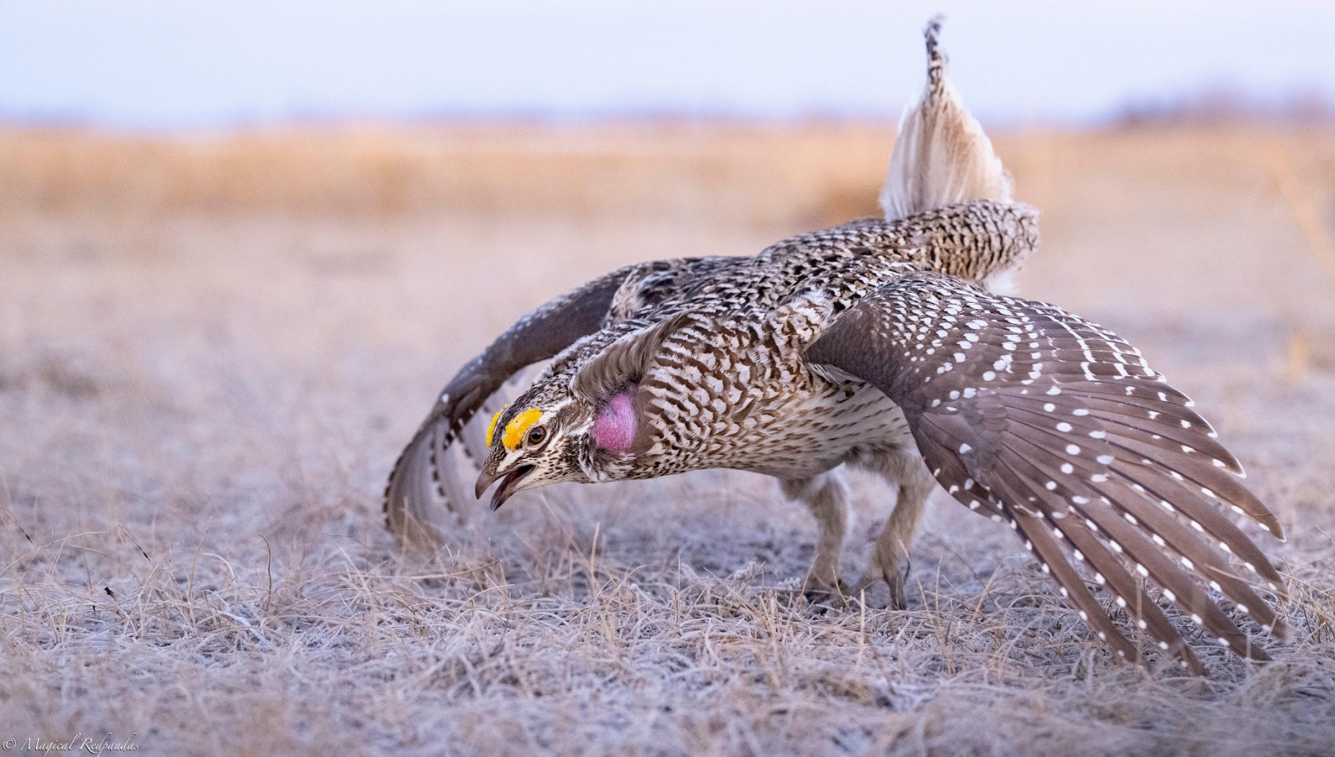 Dancing Grouse Photography Tour