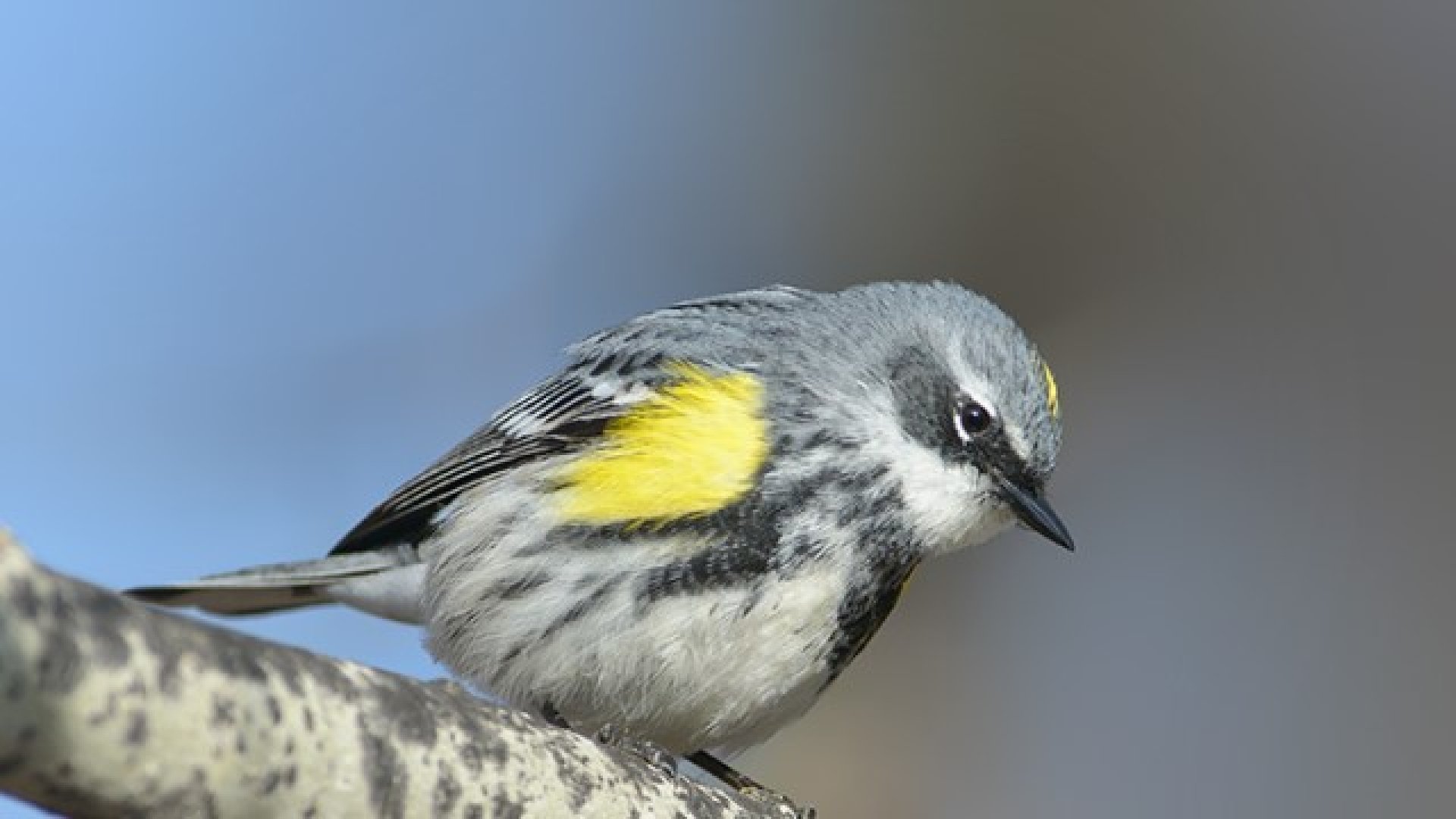 Forestry Farm Park Bird Walk