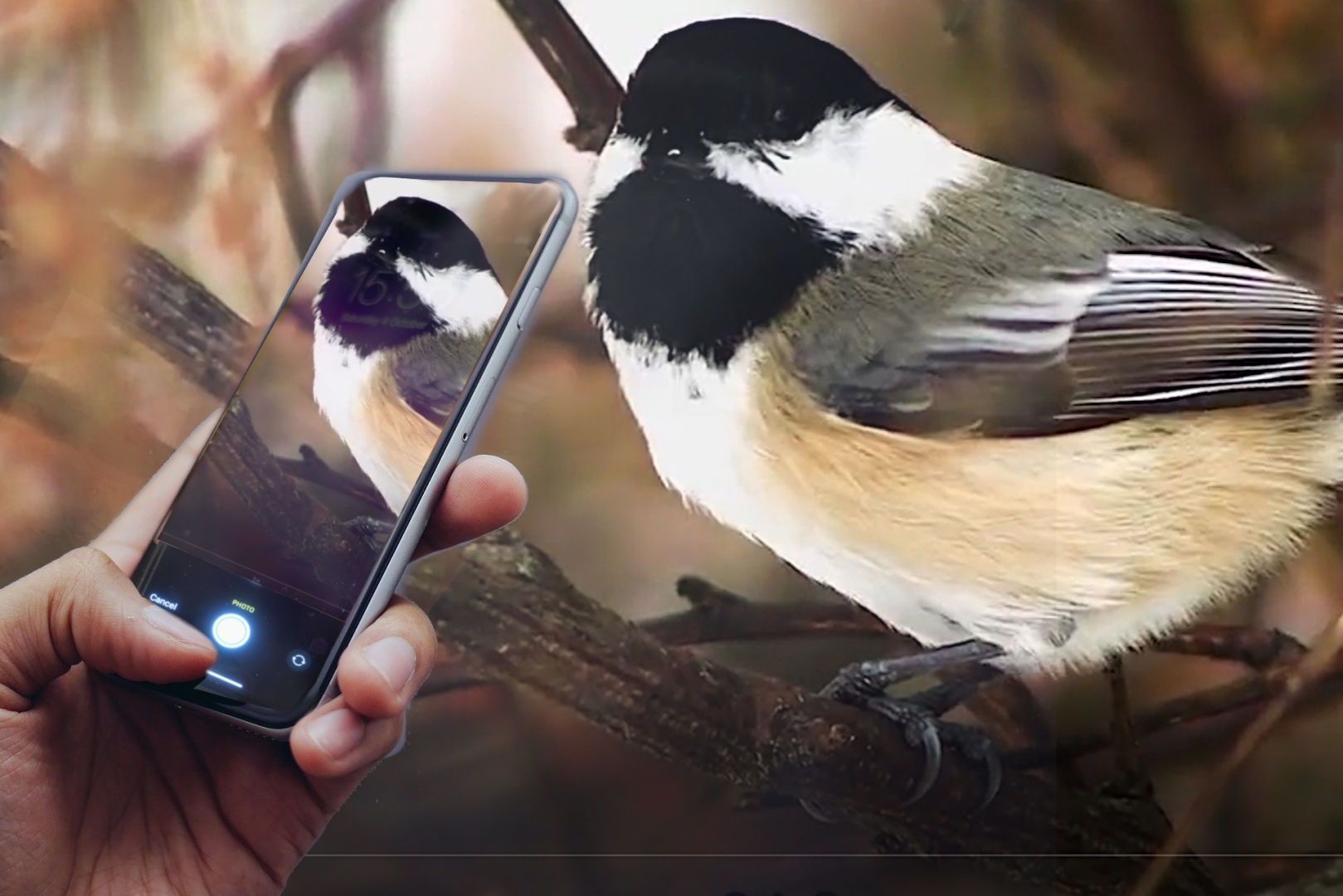 Photograph of Black Capped Chickadee with iNaturalist on a smartphone