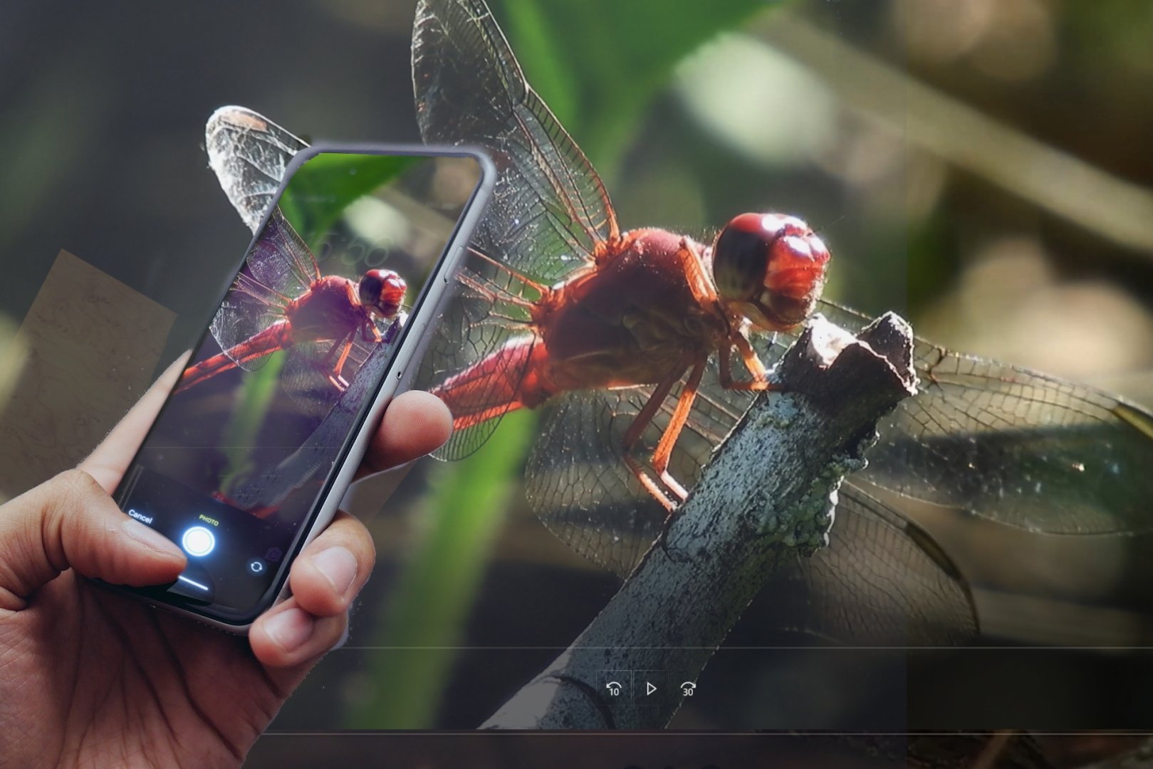 Photograph of dragonfly with iNaturalist on a smartphone