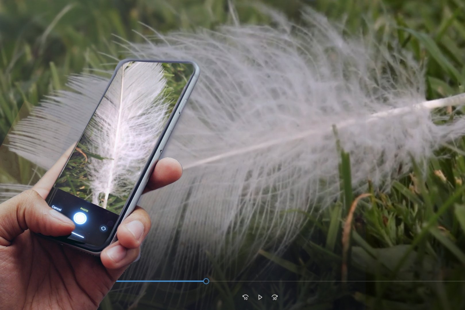 Photograph of a feather with iNaturalist on a smartphone
