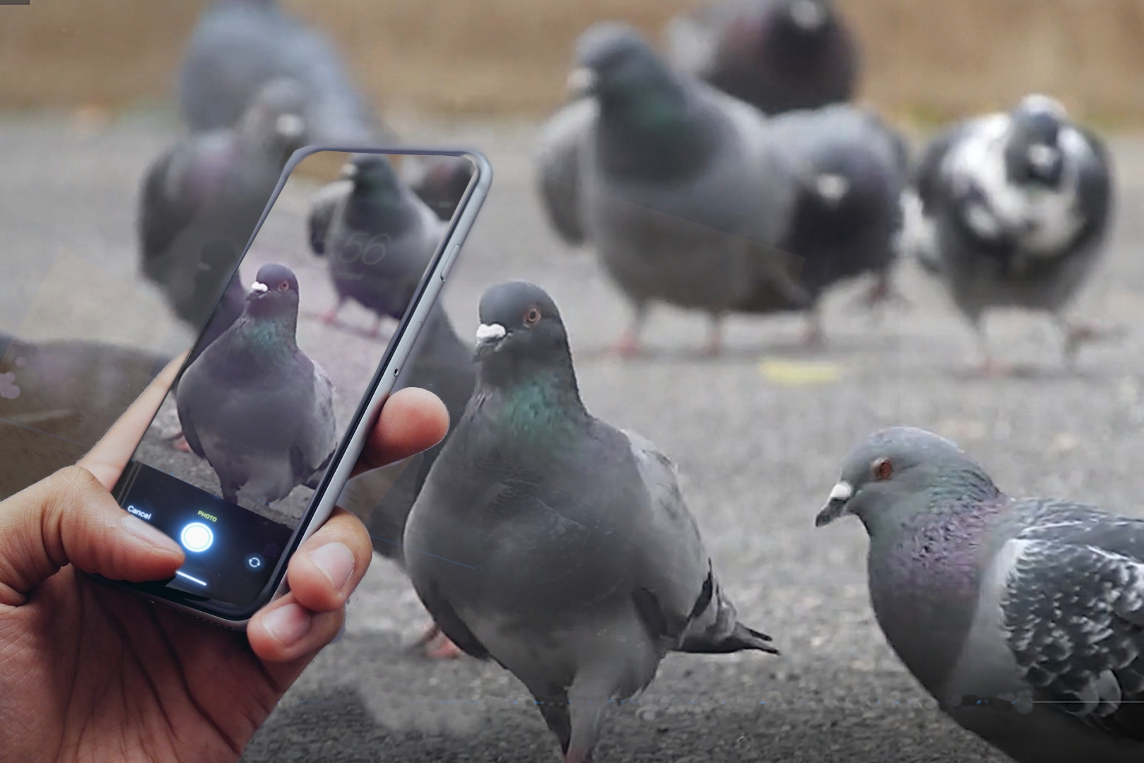 Photograph of pigeons with iNaturalist on a smartphone