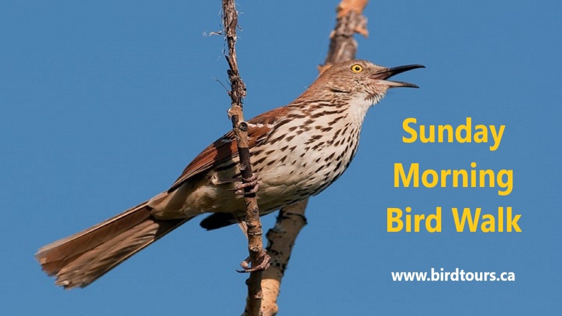 Sunday Morning Bird Walk