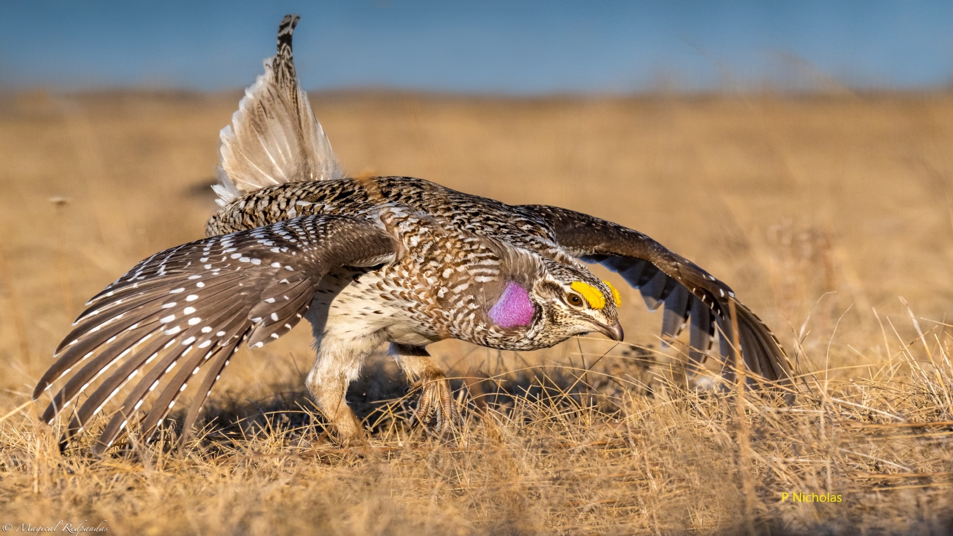 Dancing Grouse Photography Tour