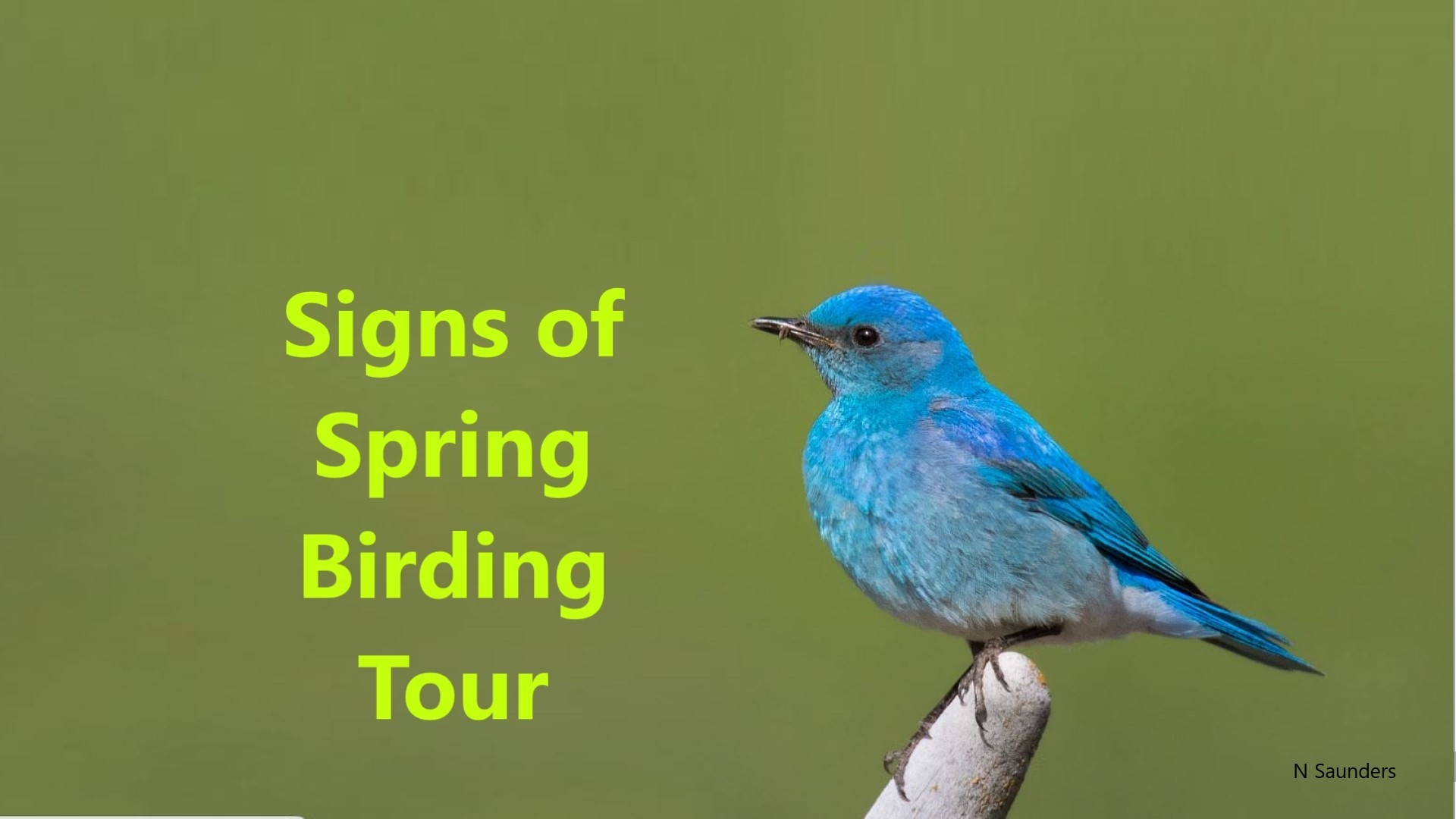 Signs of Spring Birding Guided Self-Driving Tour