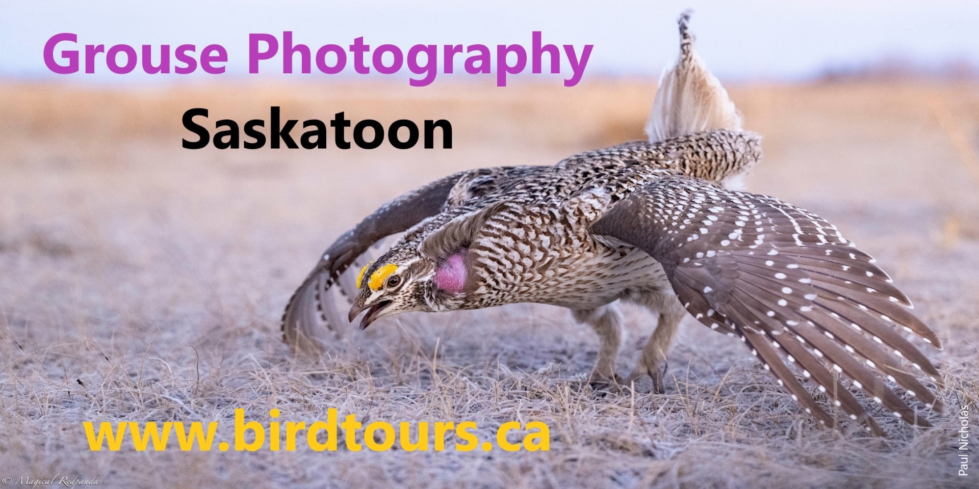 Dancing Grouse Photography Tour