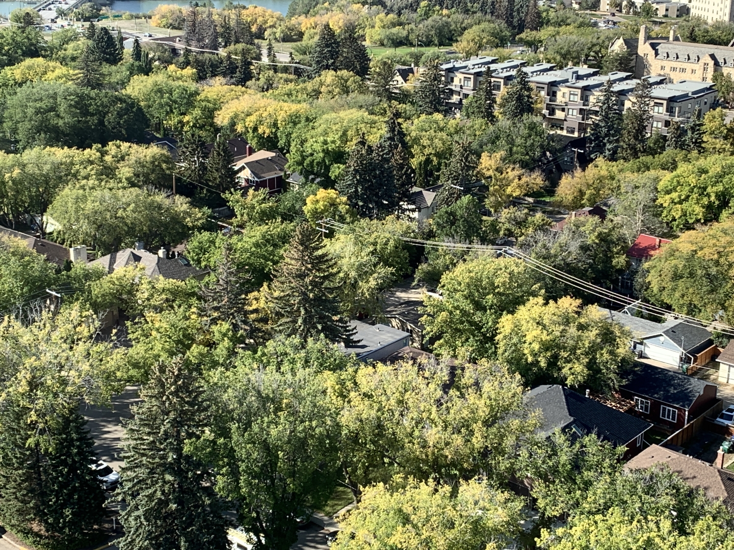 Saskatoon's Urban Forest