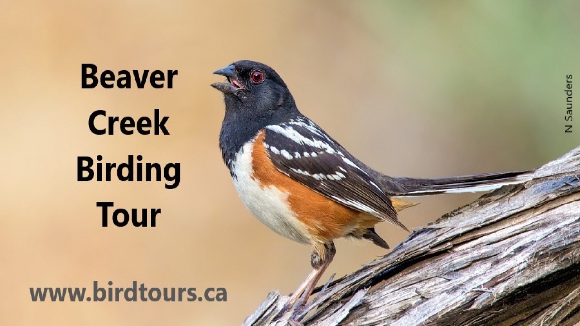 Beaver Creek Birdwatching and Hiking Tour
