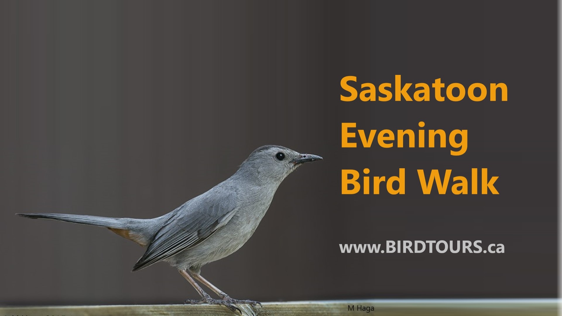 Saskatoon Evening Bird Walk
