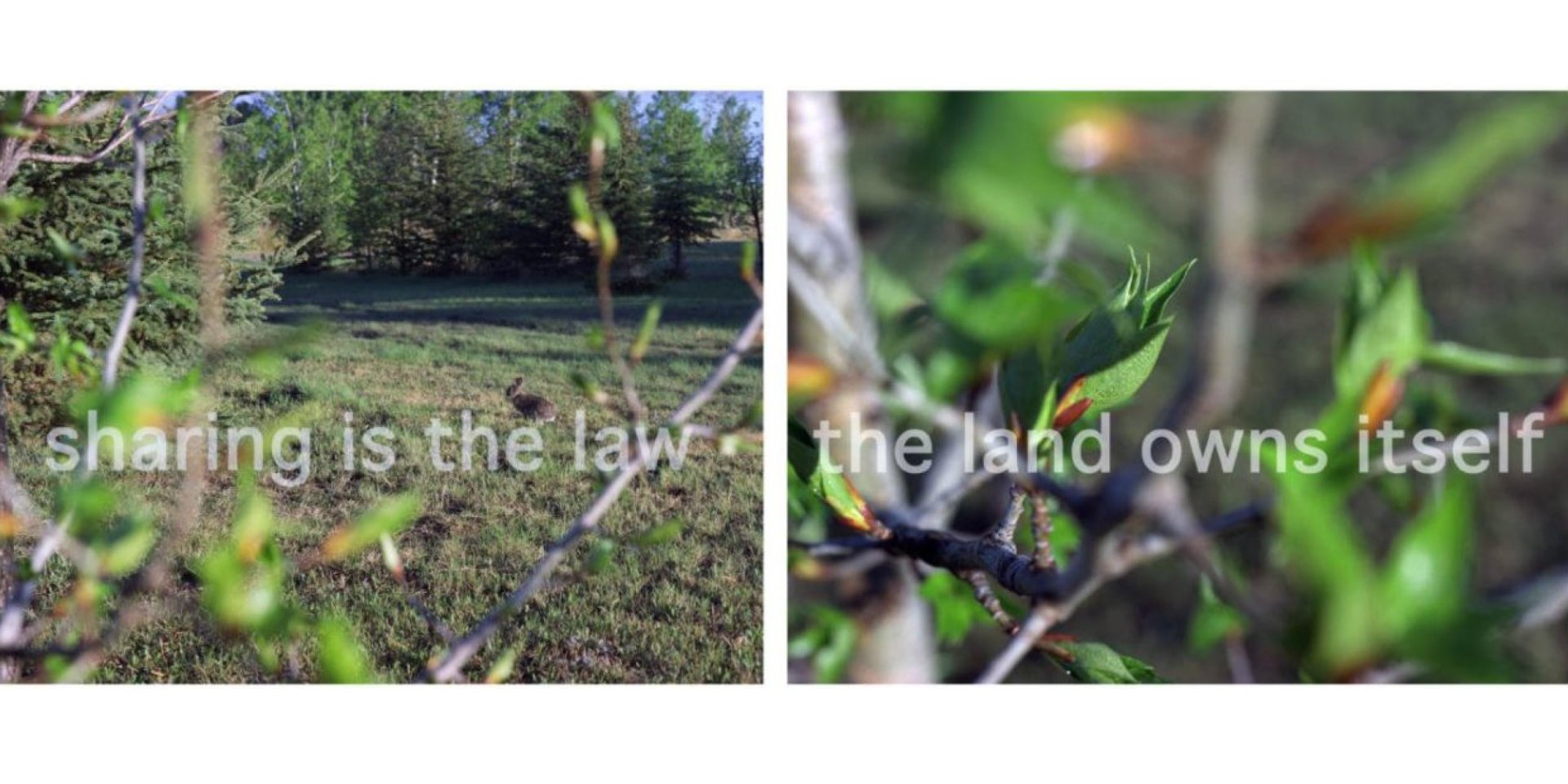 on the left, an image of a field with text "sharing is the law" and on the right, an image of a branch and leaves with text "the land owns itself"