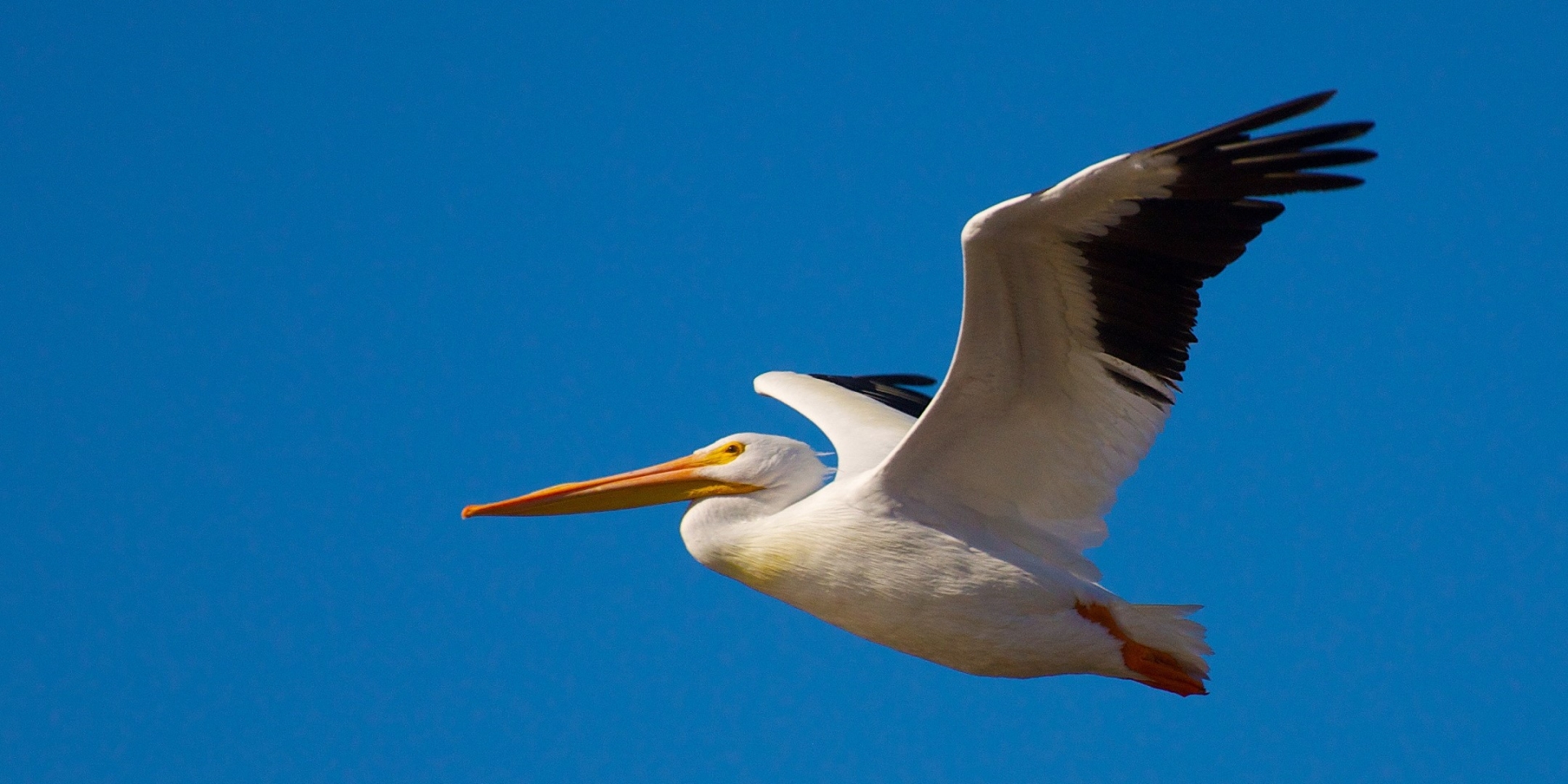 Saskatoon Weir Birdwatching Tour