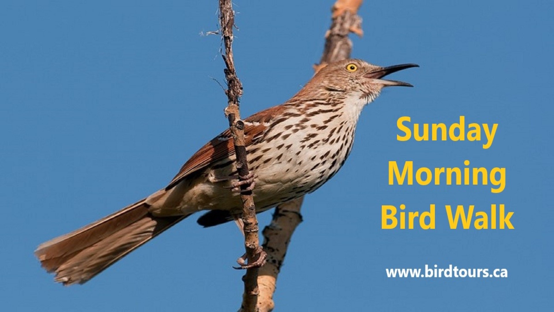 Sunday Morning Bird Walk