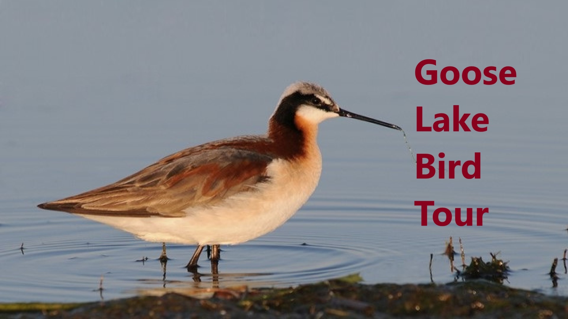 Goose Lake Birdwatching and Bird Photography Tour