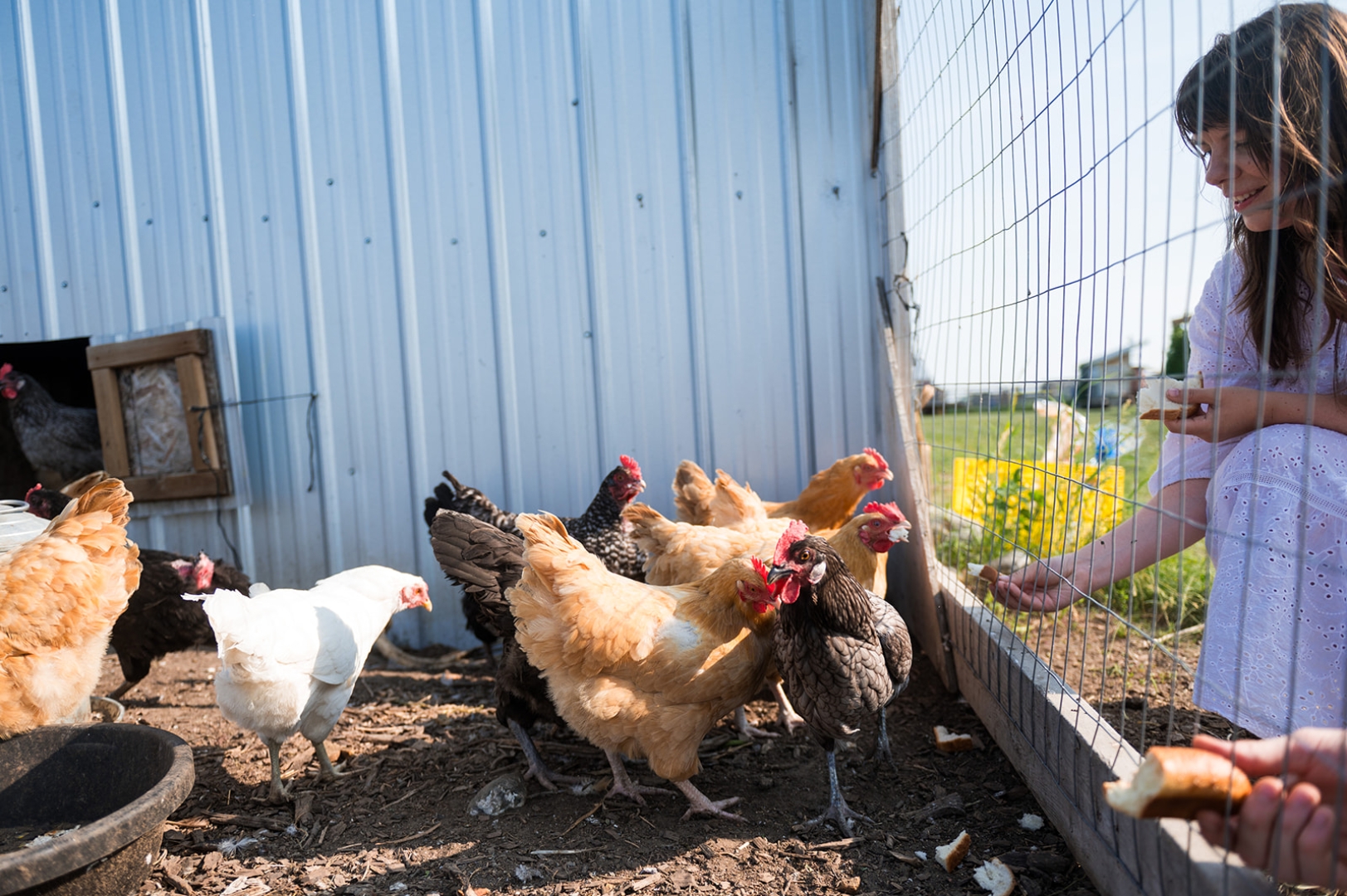 Chickens