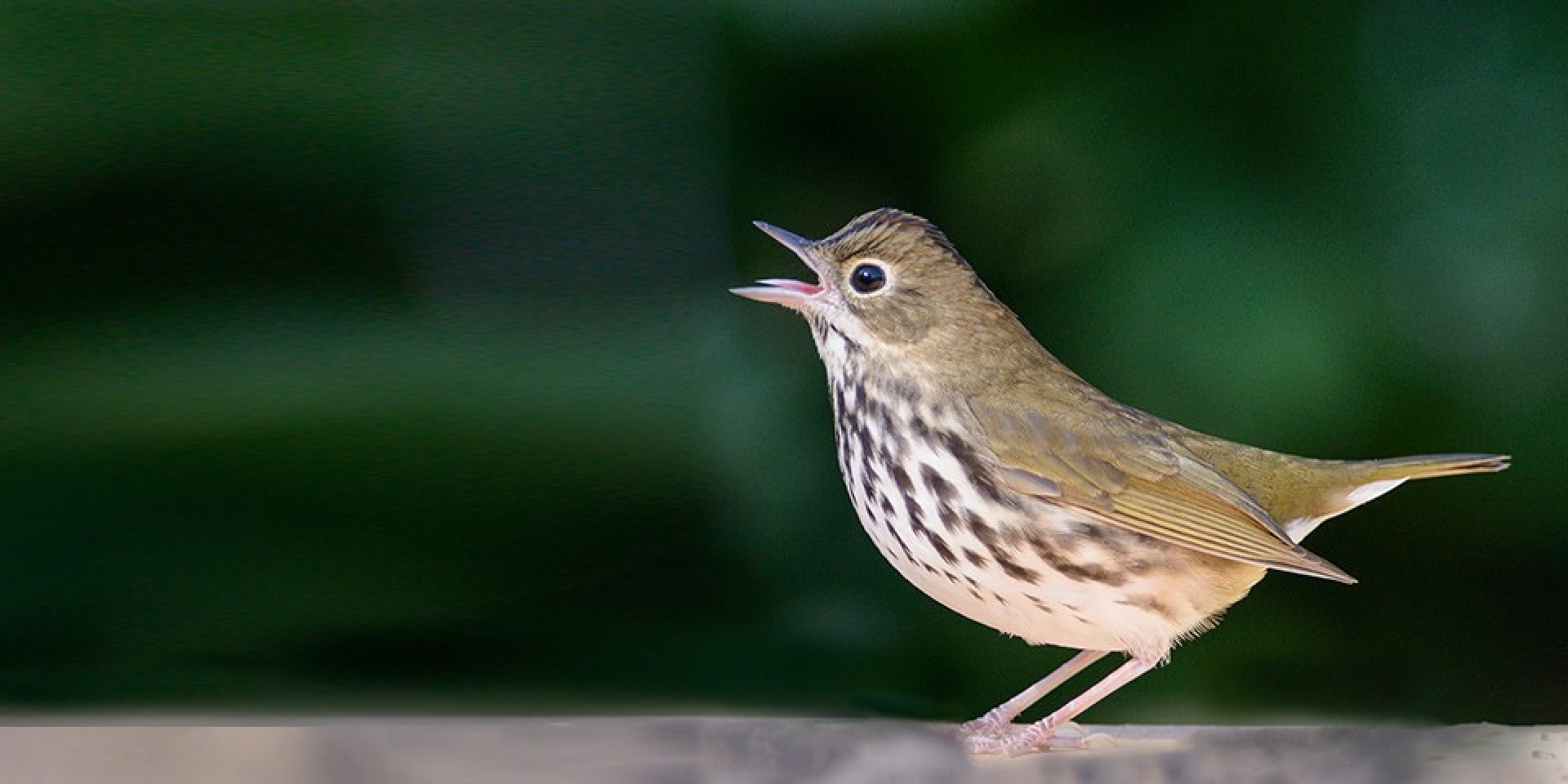 Warbler Walking Tour