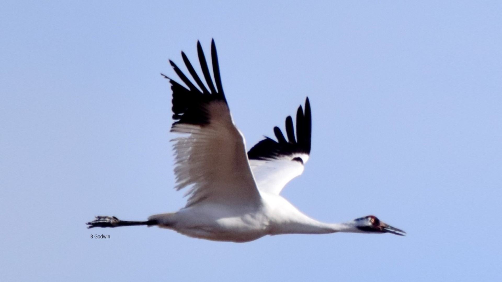 Whooping Crane 1-day guided tour