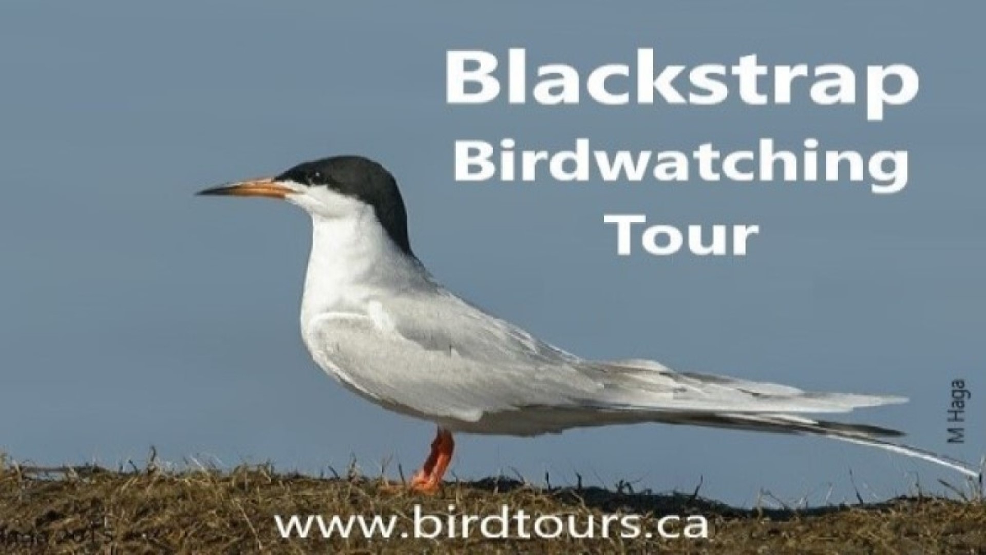 Blackstrap Lake Birdwatching and Bird Photography Tour