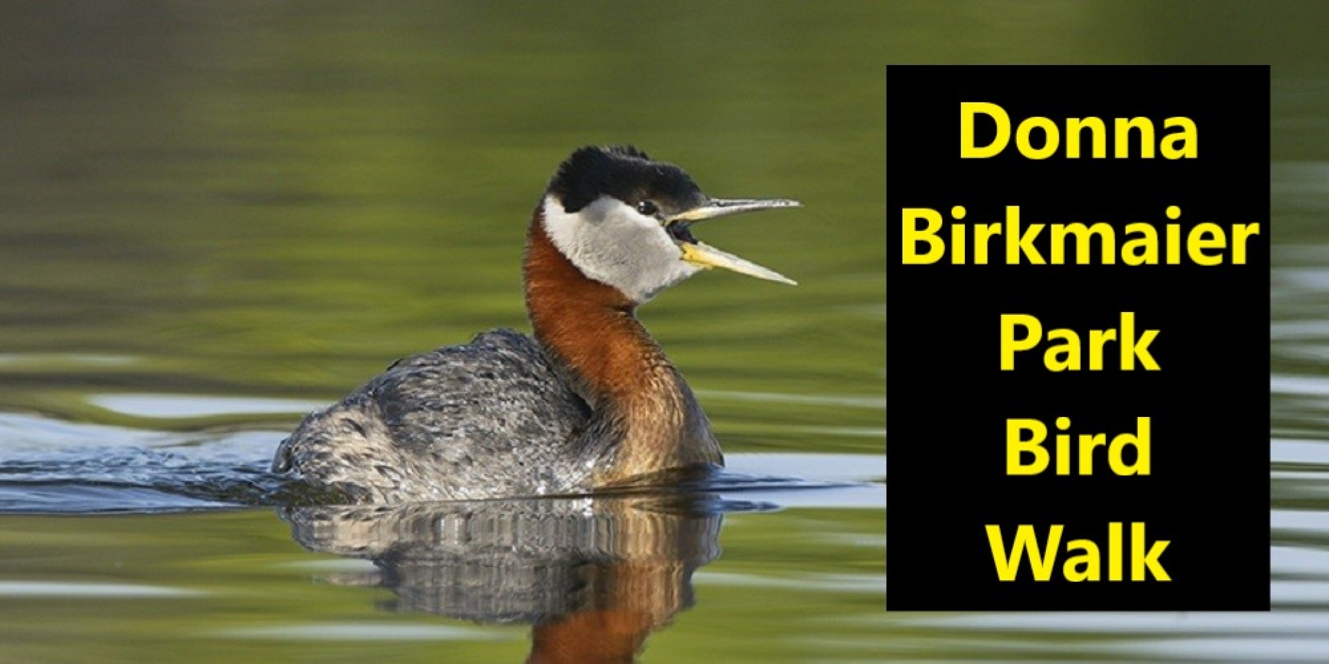 Donna Birkmaier Park Bird Walk Tour