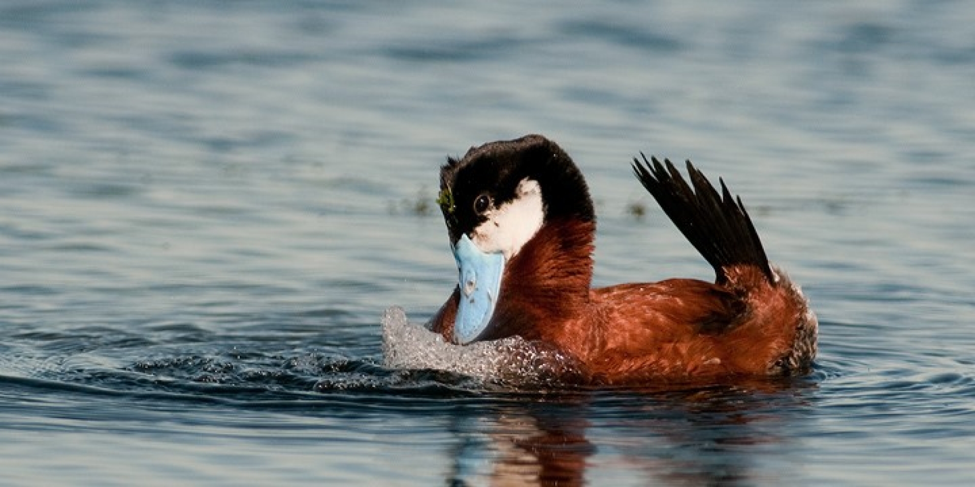 Prairie Lakes Birding Tour