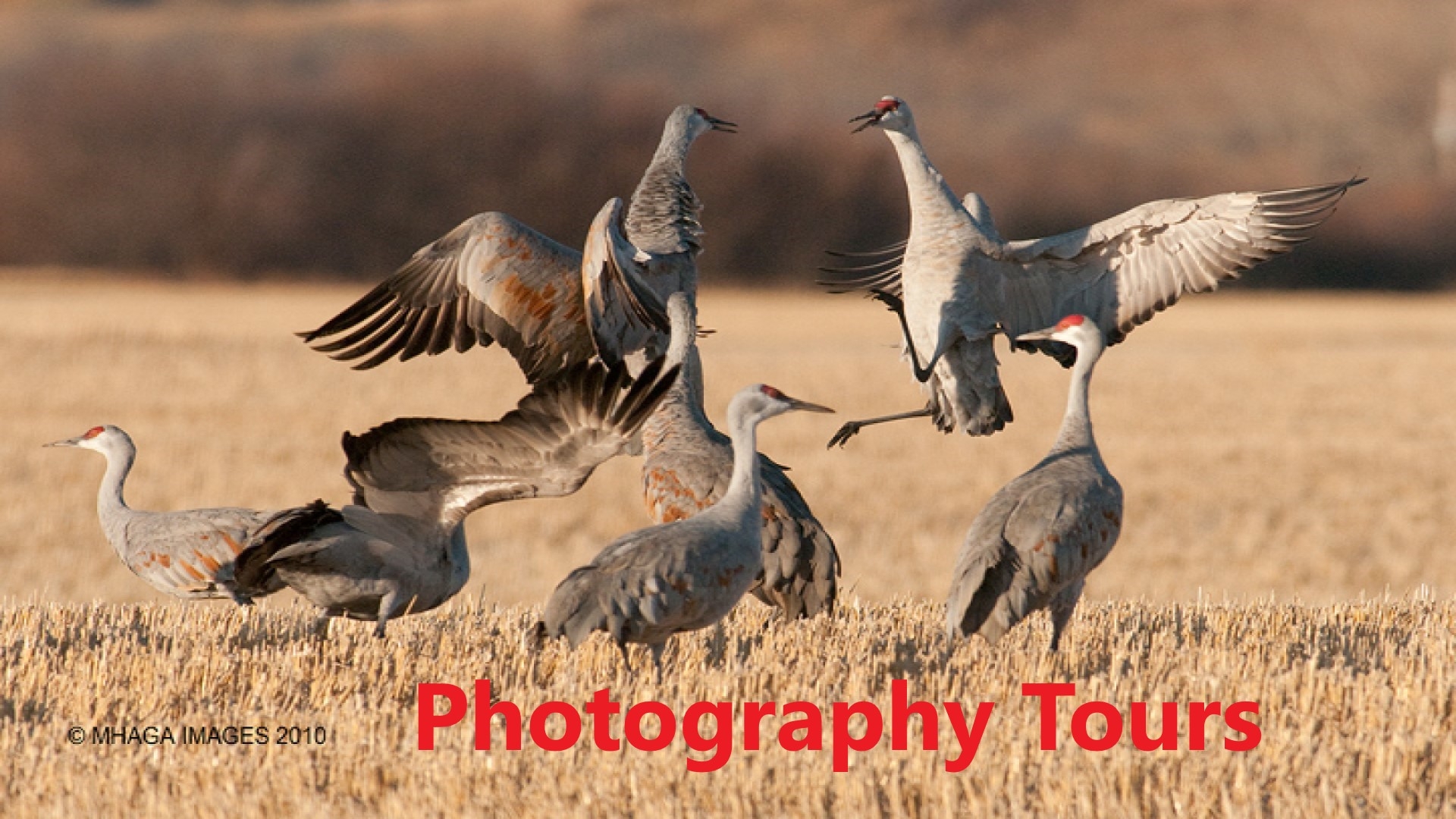 Sandhill Crane Photography Tours