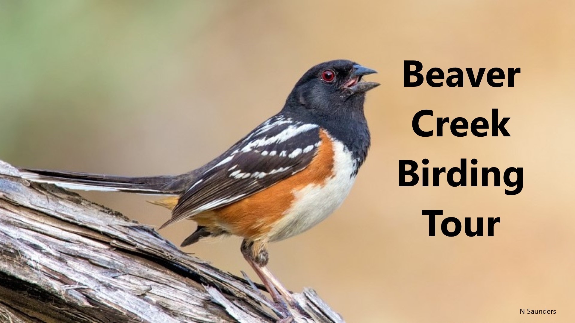 Beaver Creek Birdwatching and Hiking Tour