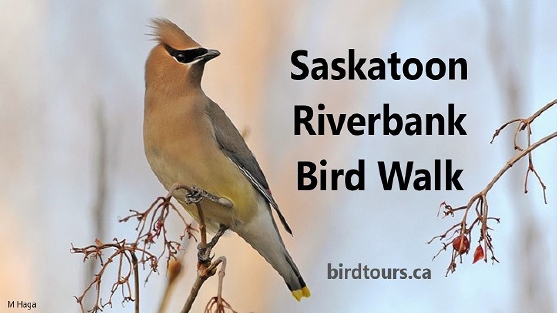 Saskatoon Riverbank Bird Walk