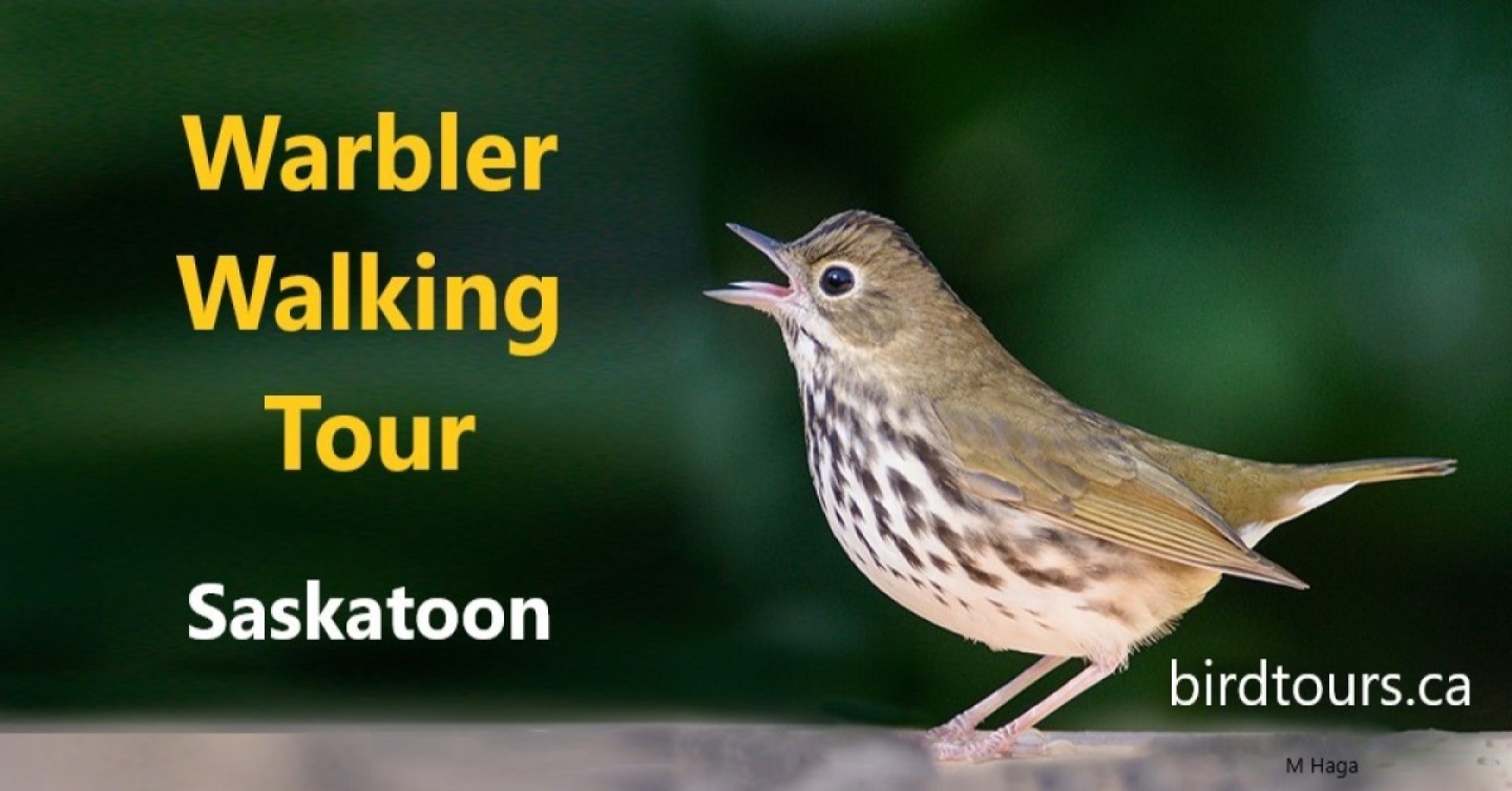 Warbler Walking Tour