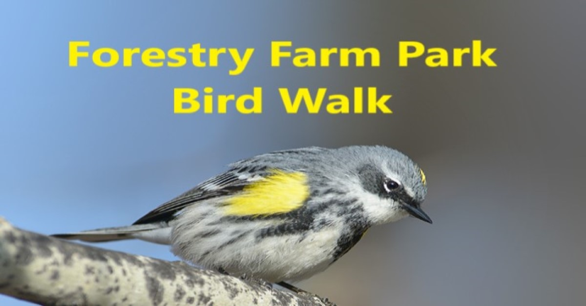 Forestry Farm Park Bird Walk