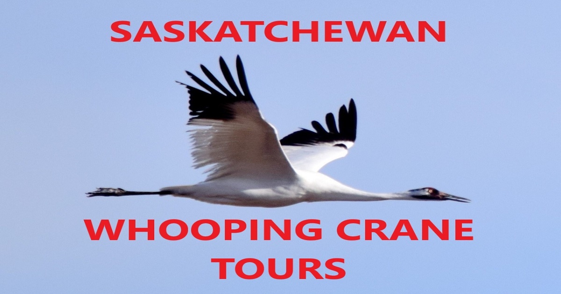 Whooping Crane guided tour