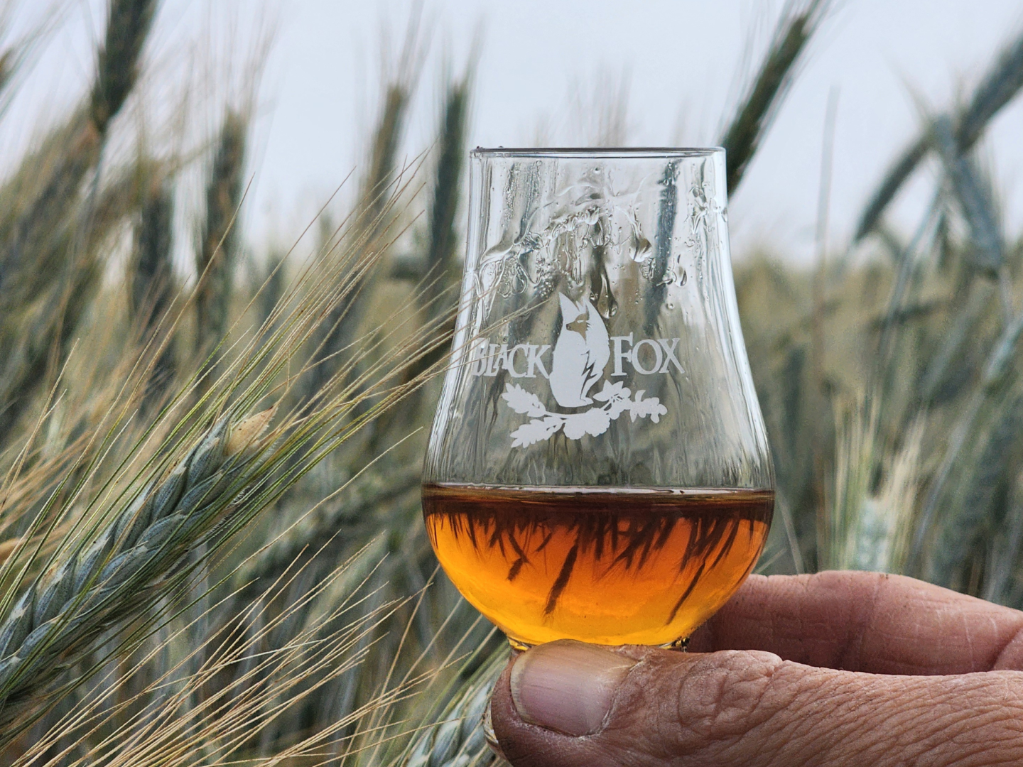 Glencairn filled with whisky held in the triticale grain field