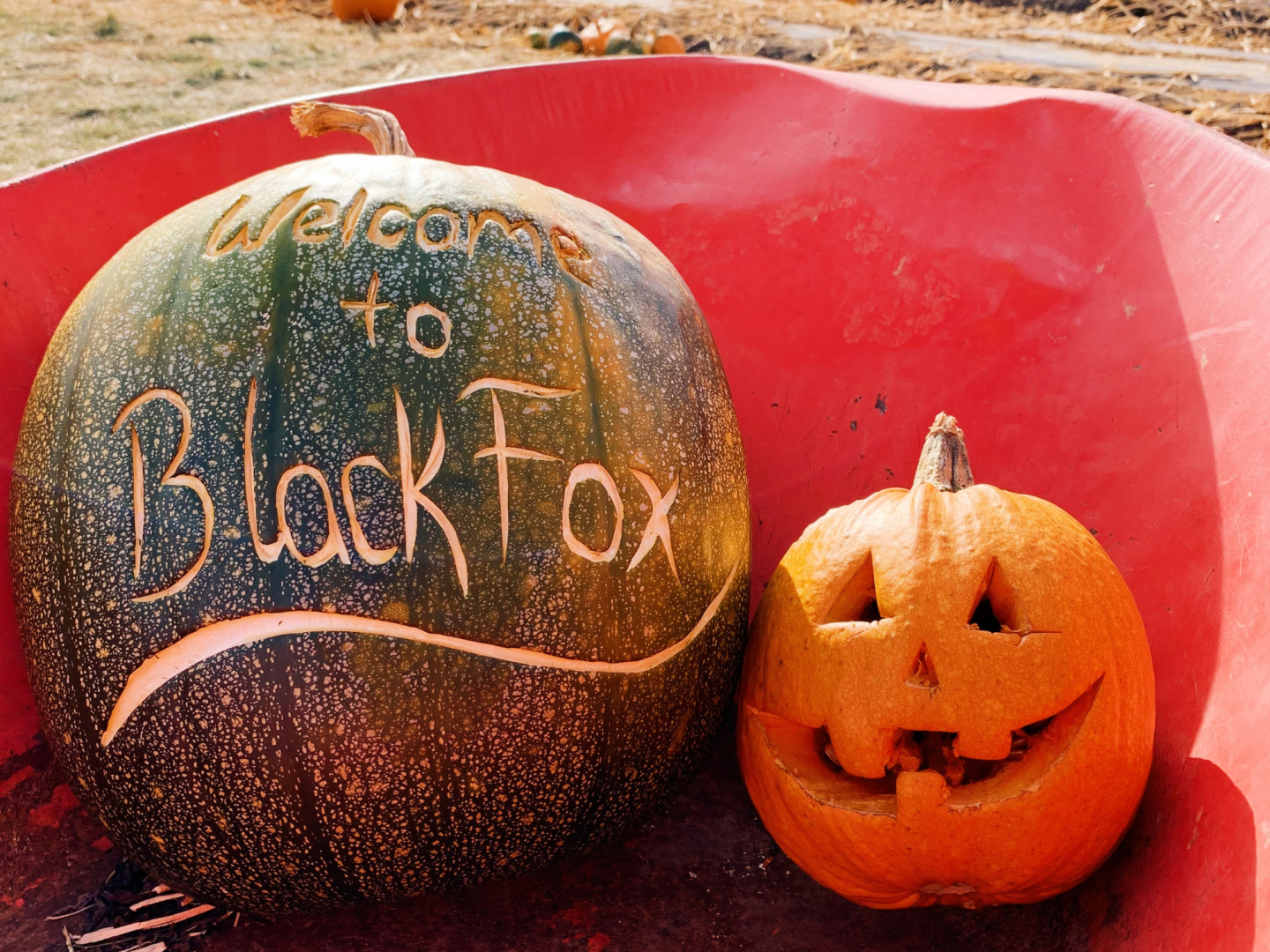 Two pumpkins carved at Black Fox
