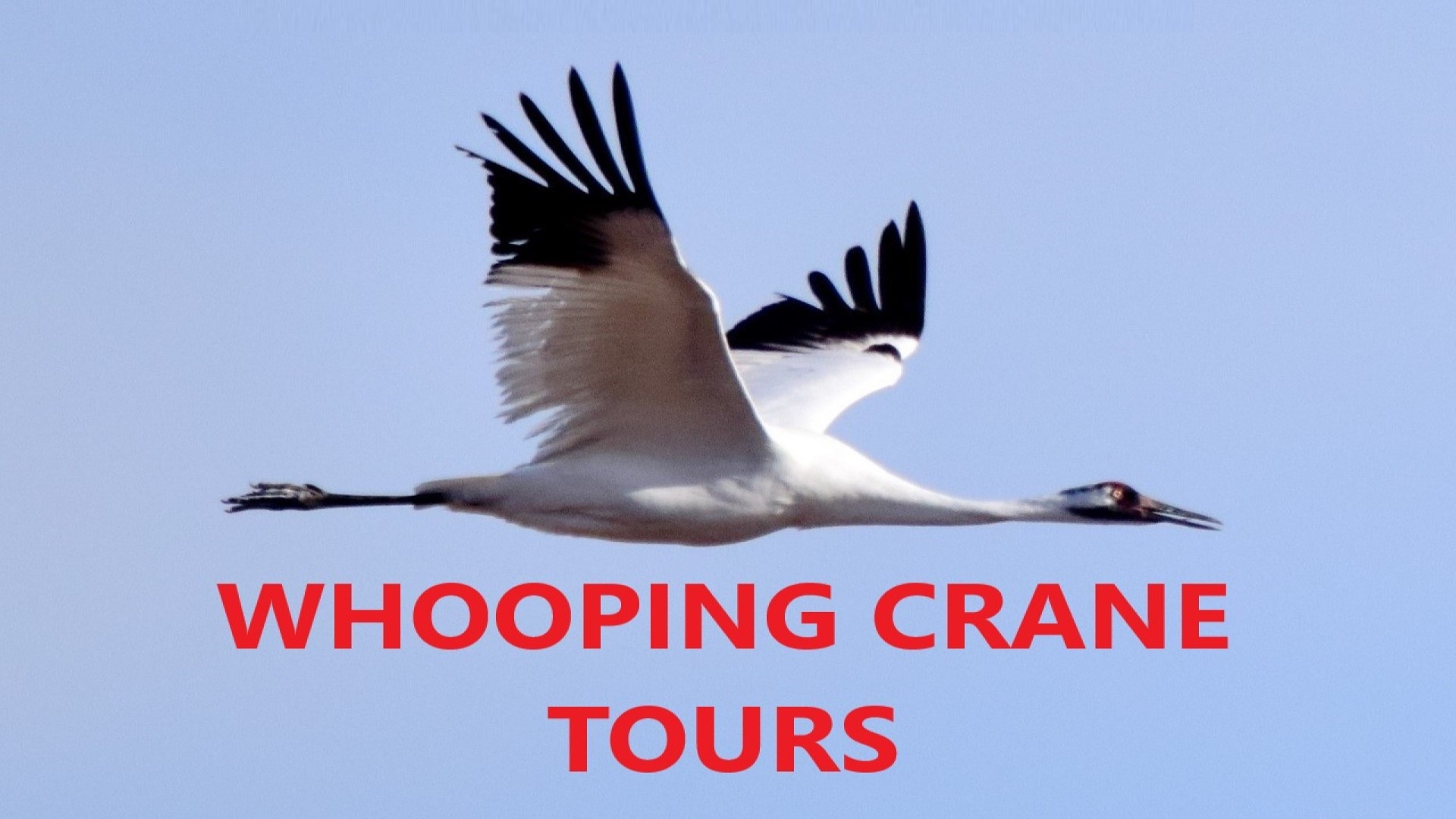 Whooping Crane 1-day guided tour
