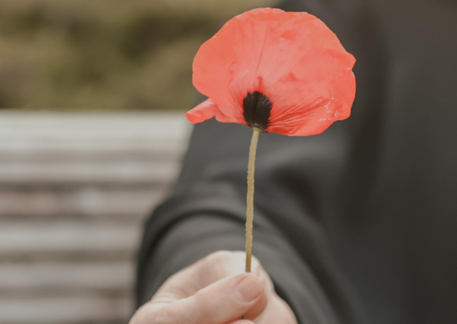 poppy