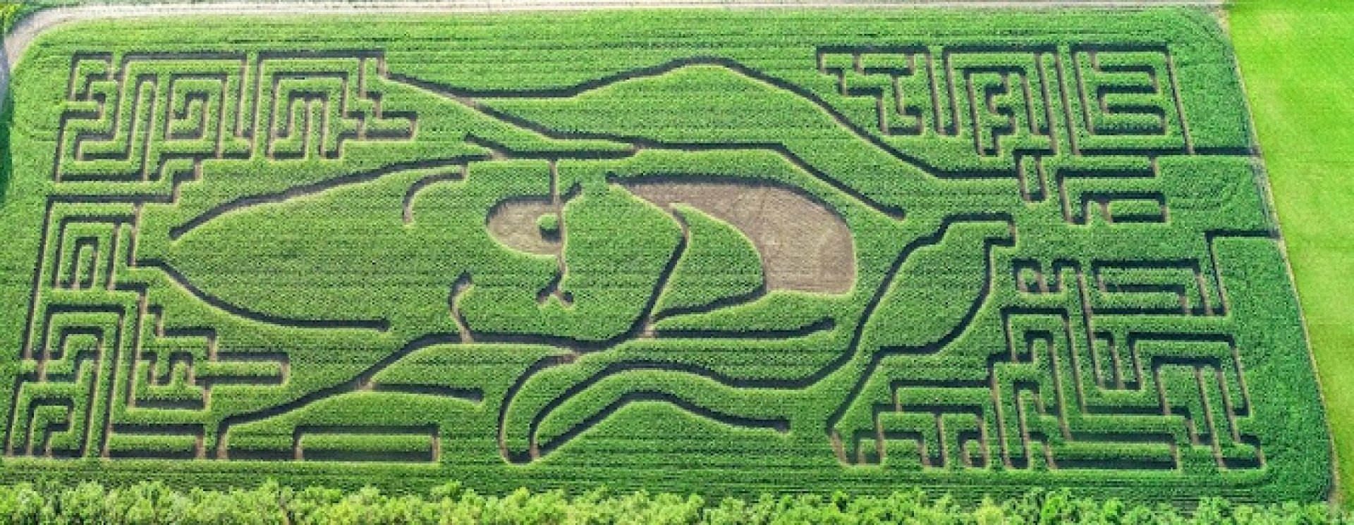 corn