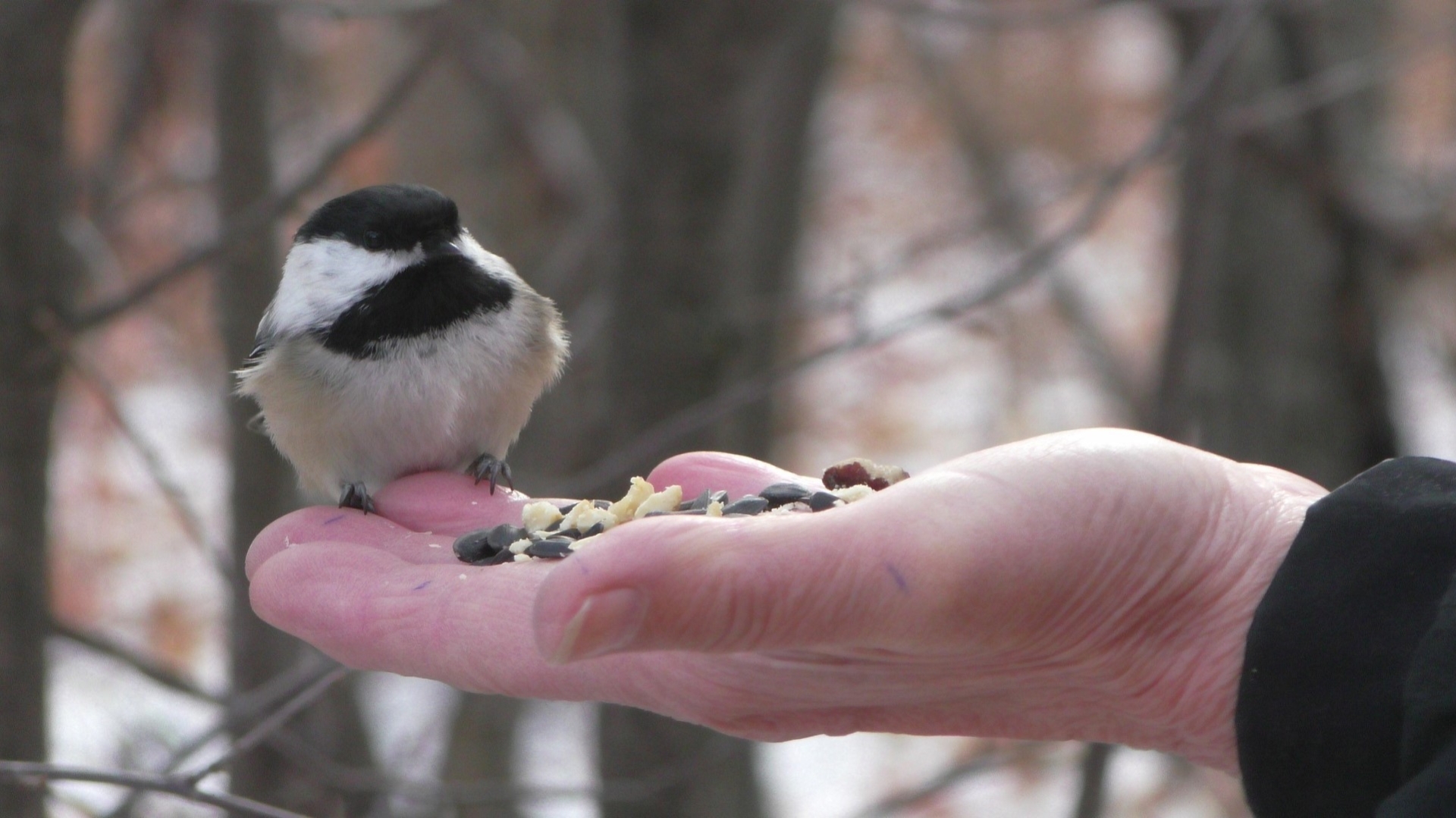 Chickadee Photography and Viewing Tour