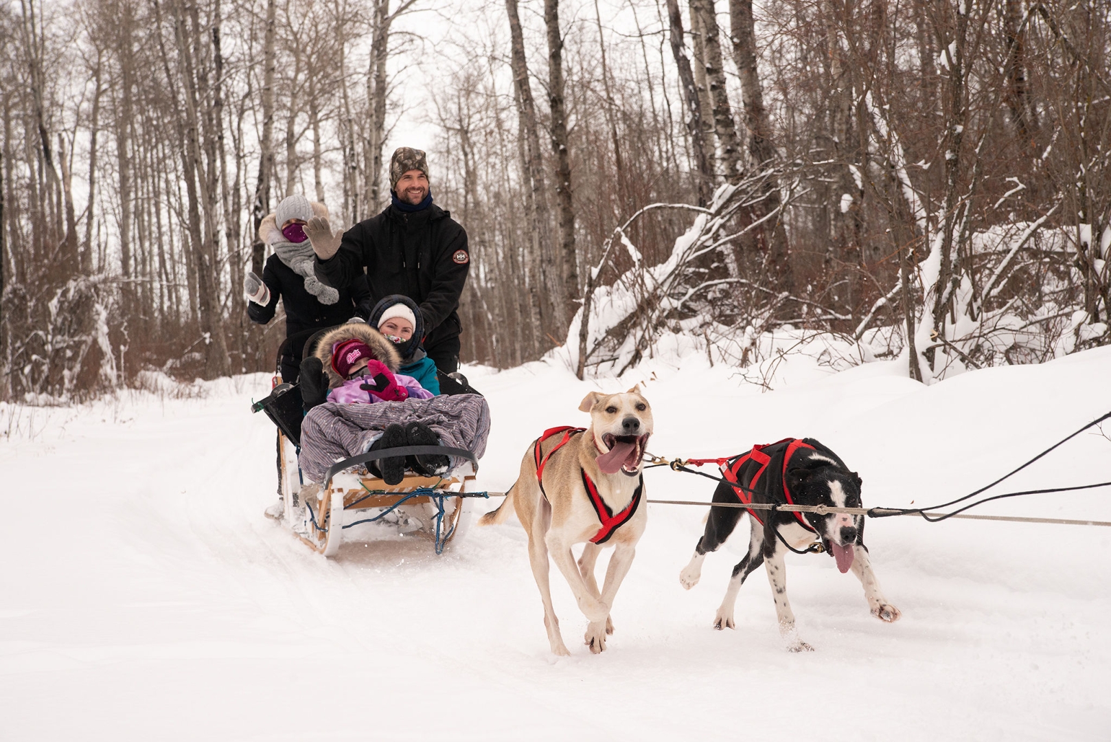 Dogsledding and Sauna