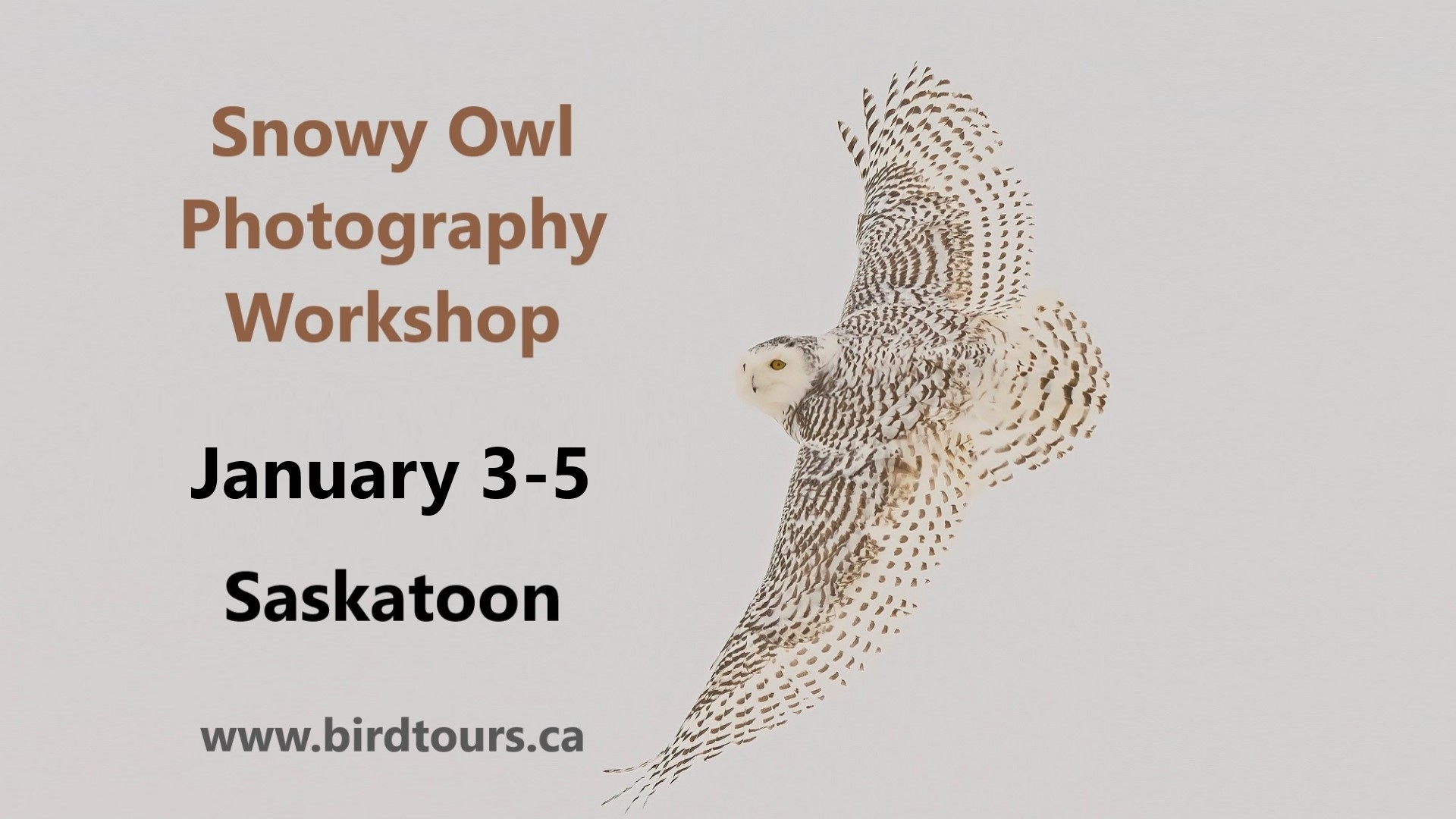 Snowy Owl Photography Workshop Tour