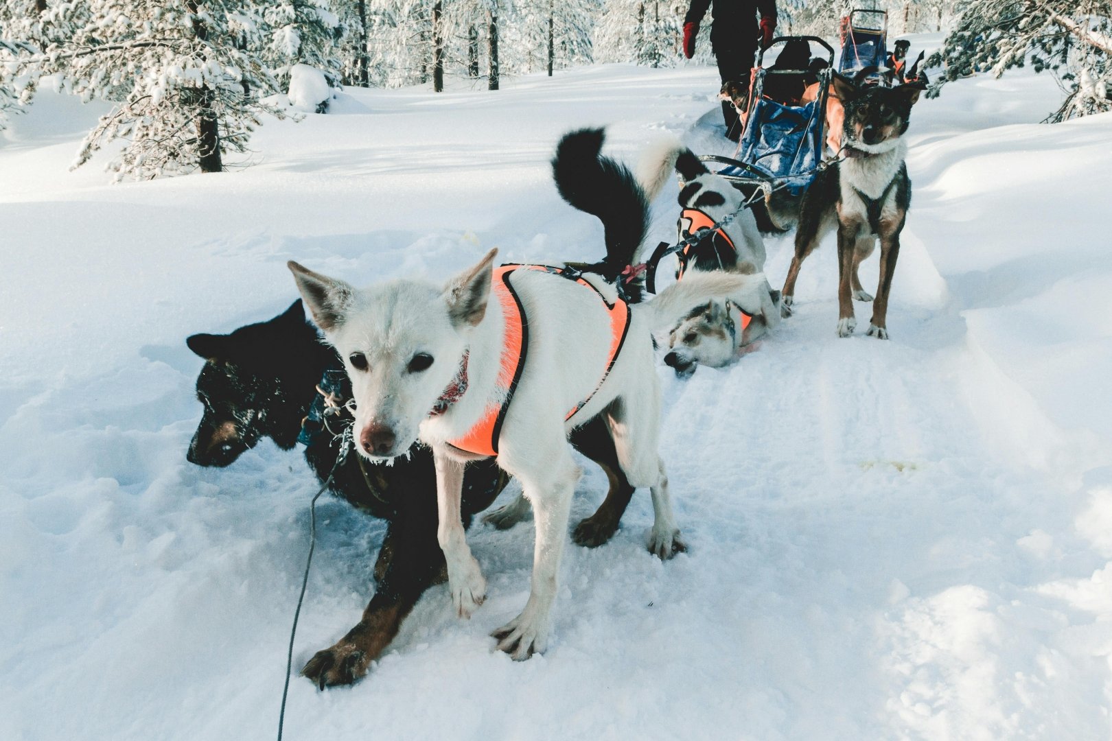Frozen Trails and Wagging Tails: Dog Sledding Delight