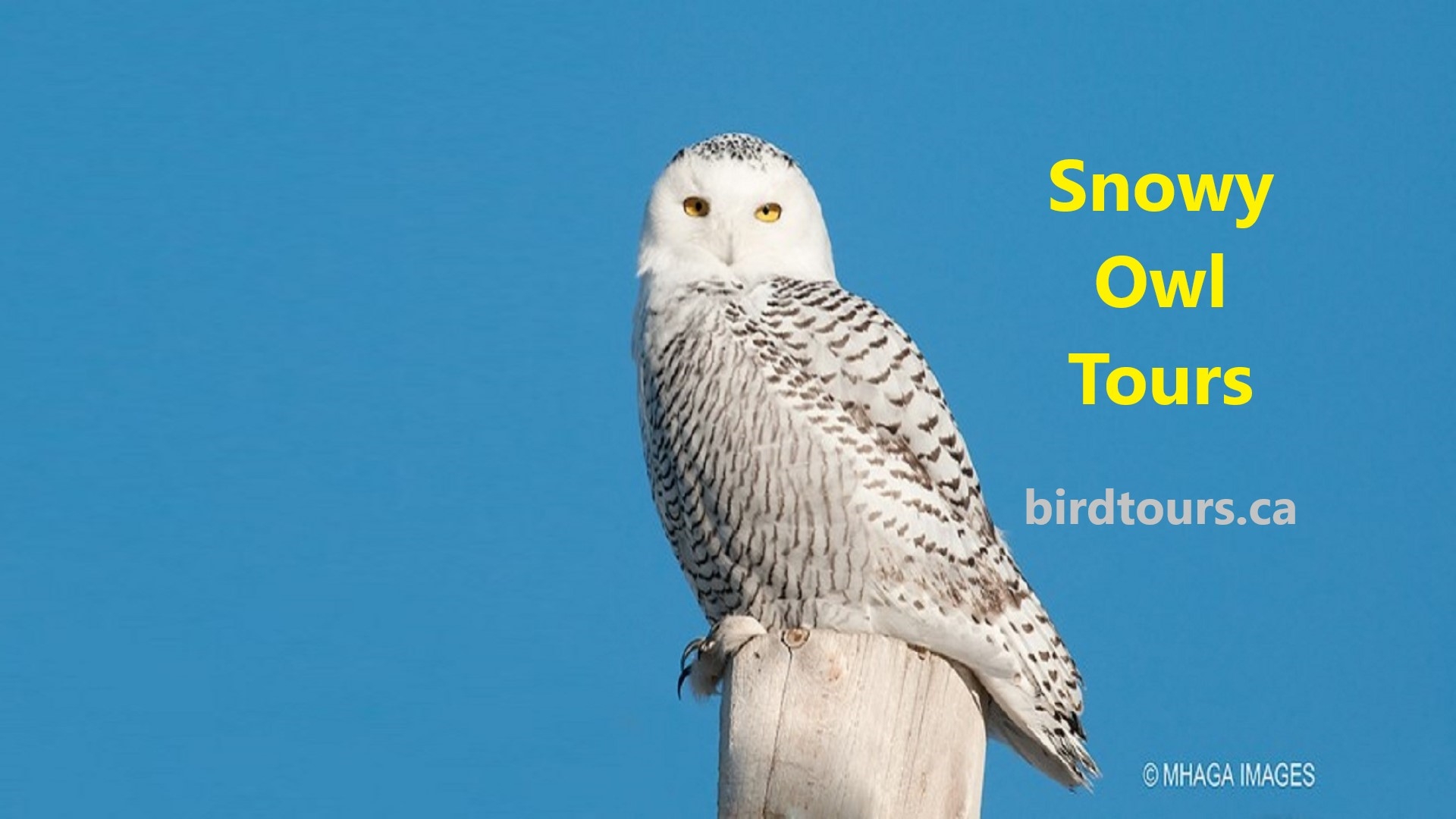 Snowy Owl Half Day Group Viewing and Photography Tour