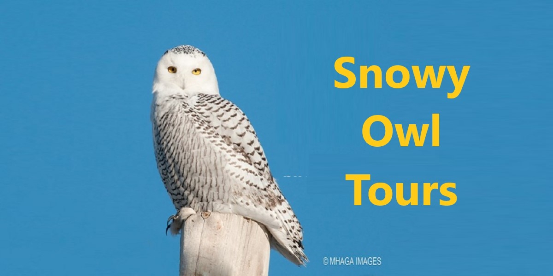 Snowy Owl Full Day Photography Tour