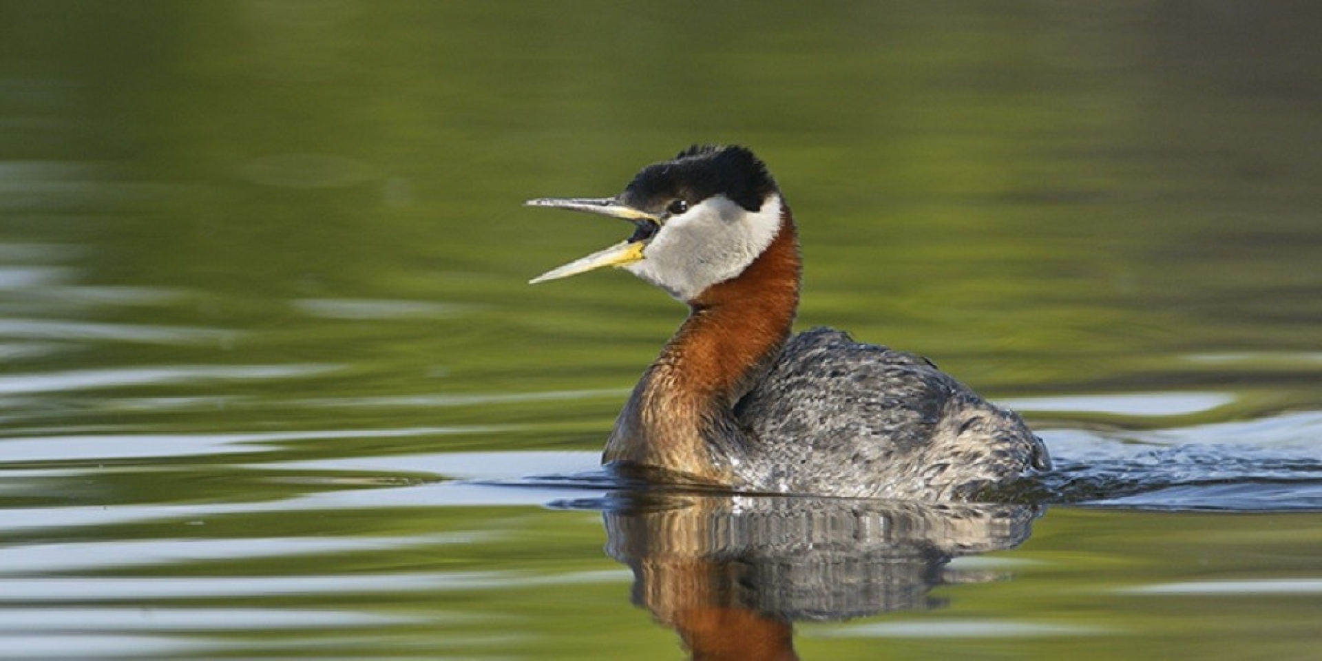 Donna Birkmaier Park Bird Walk Tour