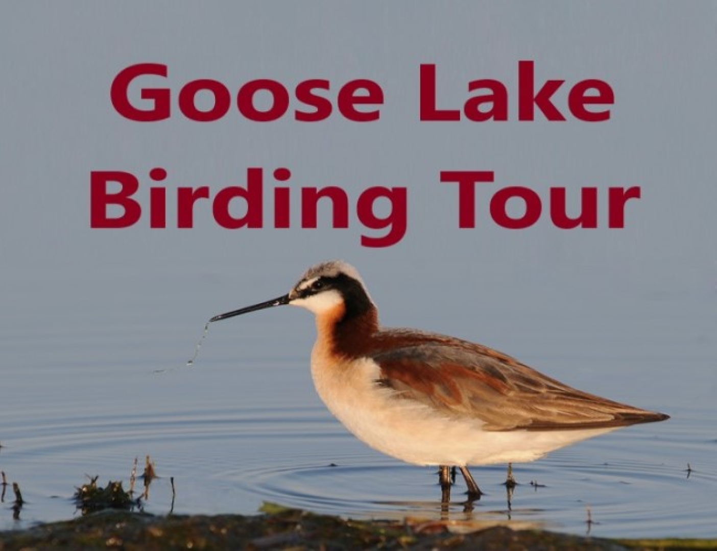 Goose Lake Birdwatching and Bird Photography Tour