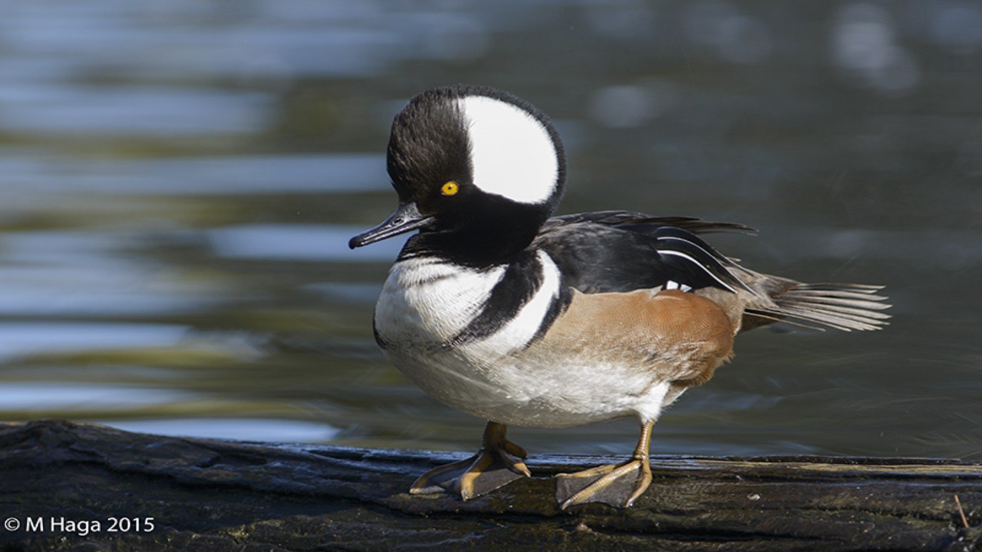 Blackstrap Lake Birdwatching and Bird Photography Tour