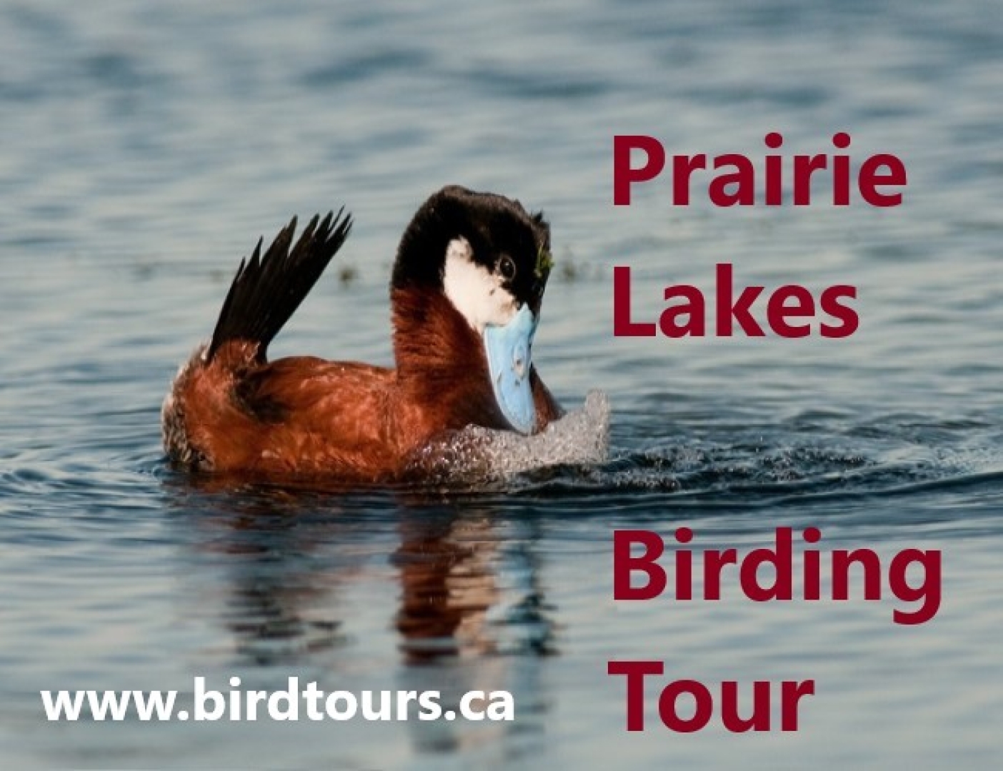 Prairie Lakes Birding Tour