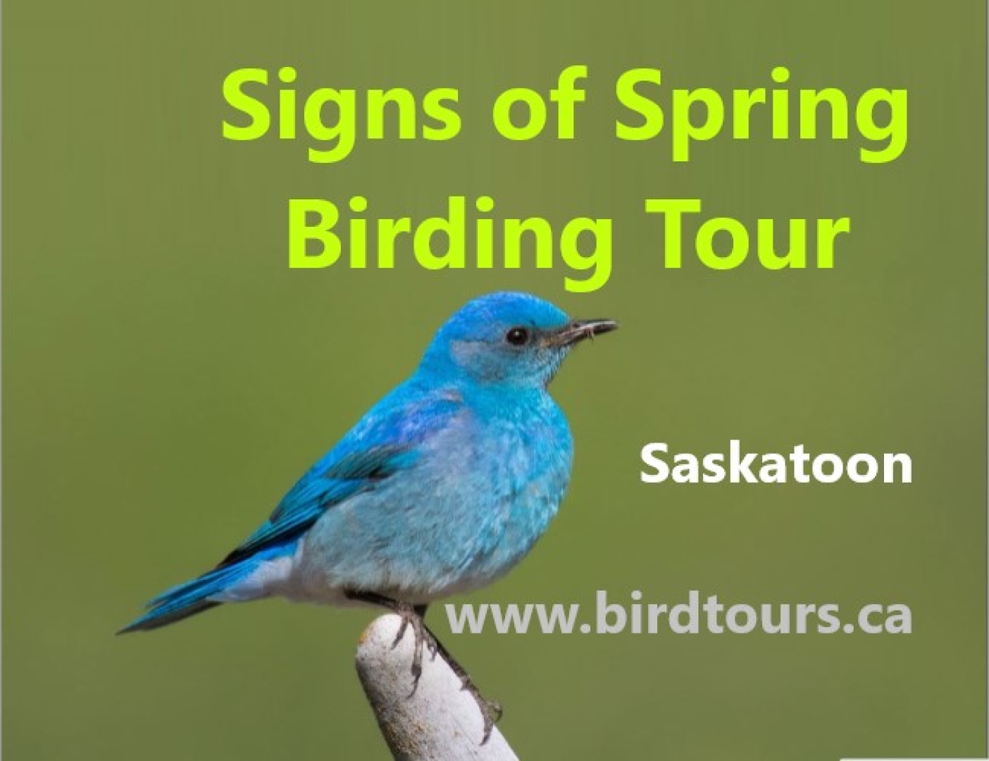 Signs of Spring Birding Tour